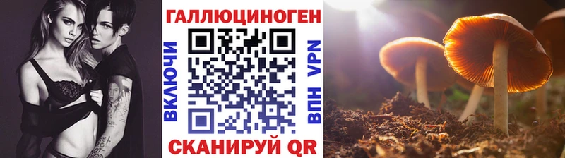 Псилоцибиновые грибы Psilocybine cubensis  Новокубанск 
